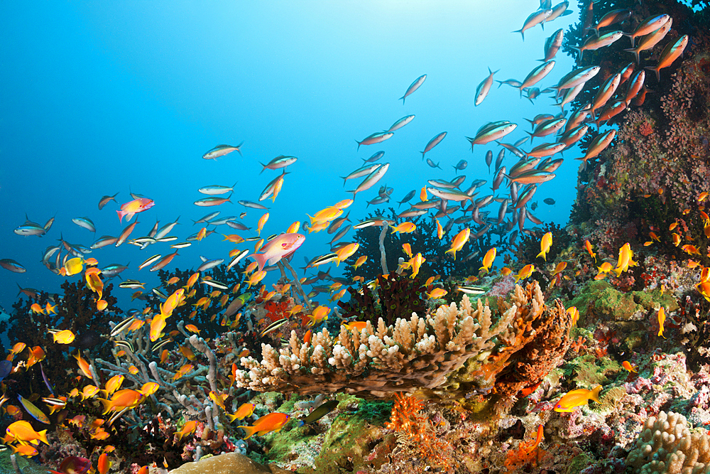 Colored Coral Reef, Ari Atoll, Indian Ocean, Maldives