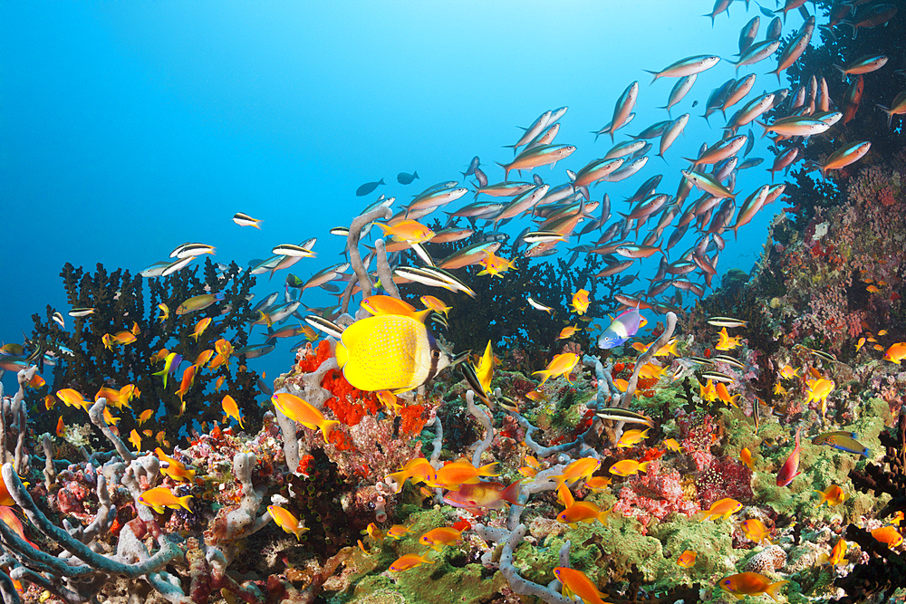 Colored Coral Reef, Ari Atoll, Indian Ocean, Maldives