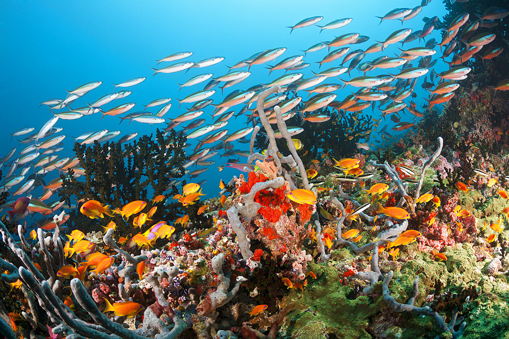 Colored Coral Reef, Ari Atoll, Indian Ocean, Maldives