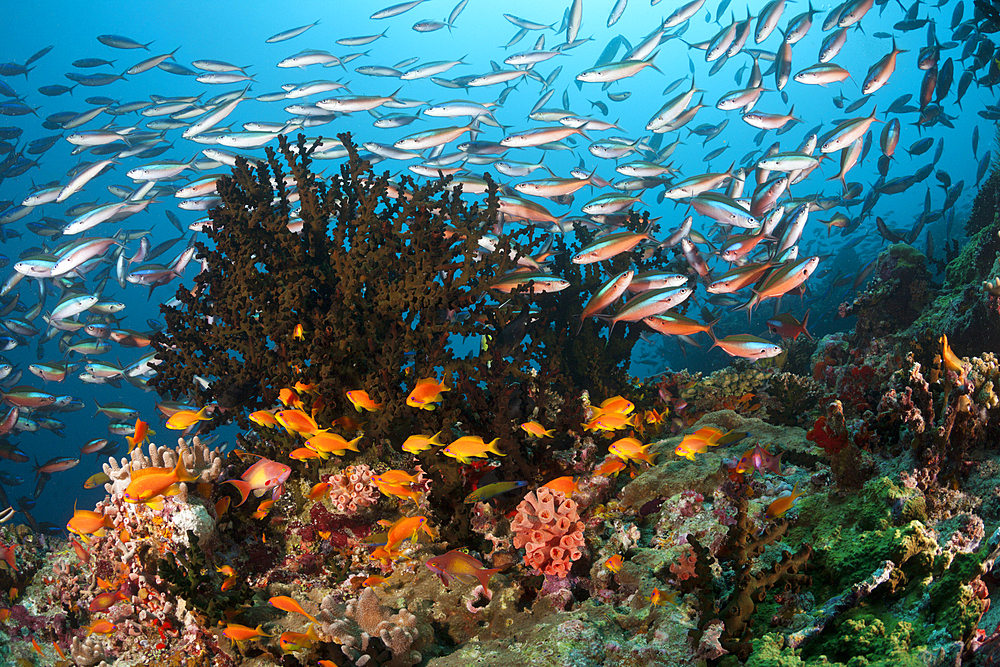 Colored Coral Reef, Ari Atoll, Indian Ocean, Maldives