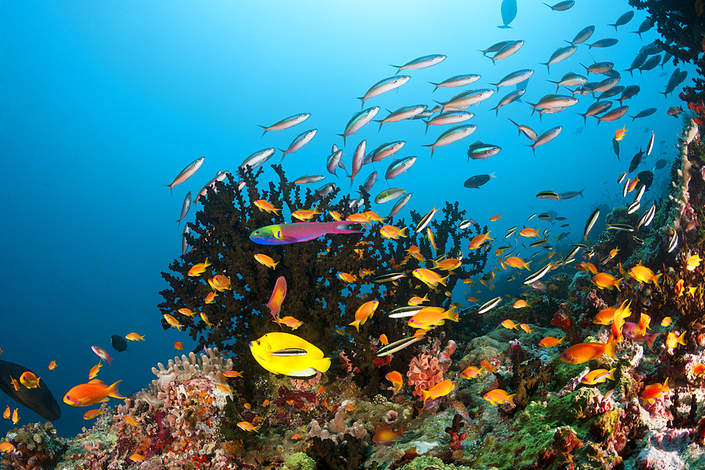 Colored Coral Reef, Ari Atoll, Indian Ocean, Maldives