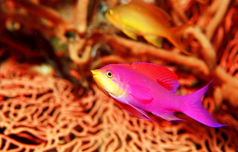 Yellowback anthias, Pseudanthias tuka, Philippines, Bohol Sea, Pacific Ocean, Panglao Island, Bohol