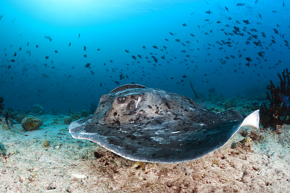 Blackspotted Stingray, Taeniura meyeni, Ari Atoll, Indian Ocean, Maldives