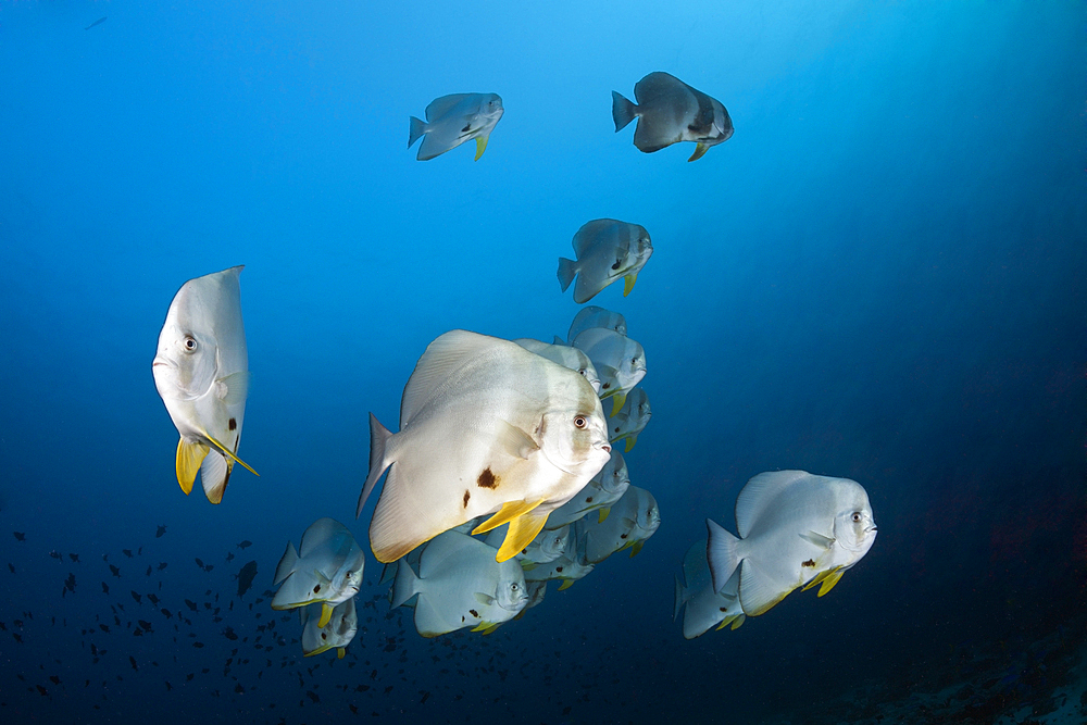 Shoal of Longfin Batfish, Platax teira, Ari Atoll, Indian Ocean, Maldives