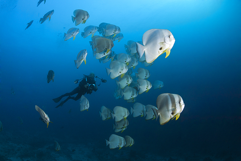 Shoal of Longfin Batfish, Platax teira, Ari Atoll, Indian Ocean, Maldives