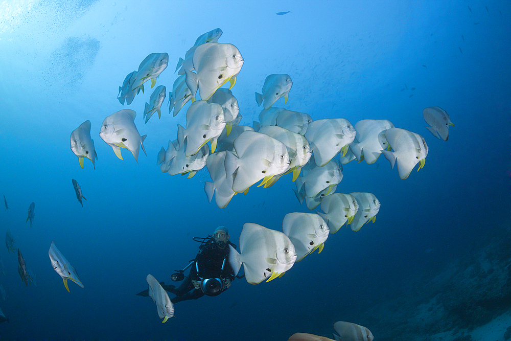 Shoal of Longfin Batfish, Platax teira, Ari Atoll, Indian Ocean, Maldives