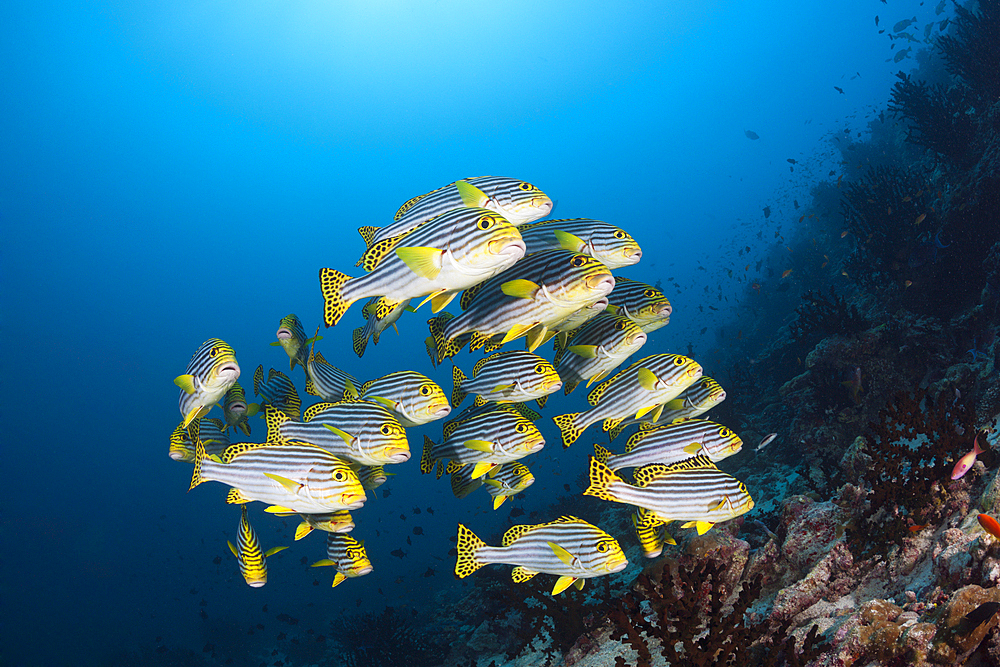 Shoal of Oriental Sweetlips, Plectorhinchus vittatus, South Male Atoll, Indian Ocean, Maldives