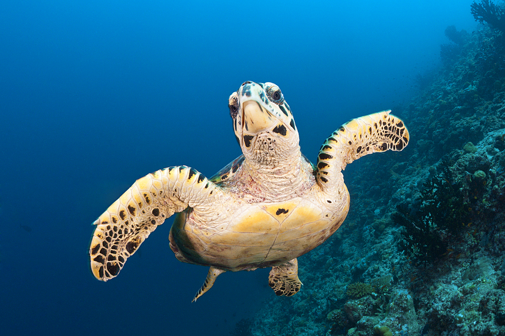 Hawksbill Sea Turtle, Eretmochelys imbricata, South Male Atoll, Indian Ocean, Maldives