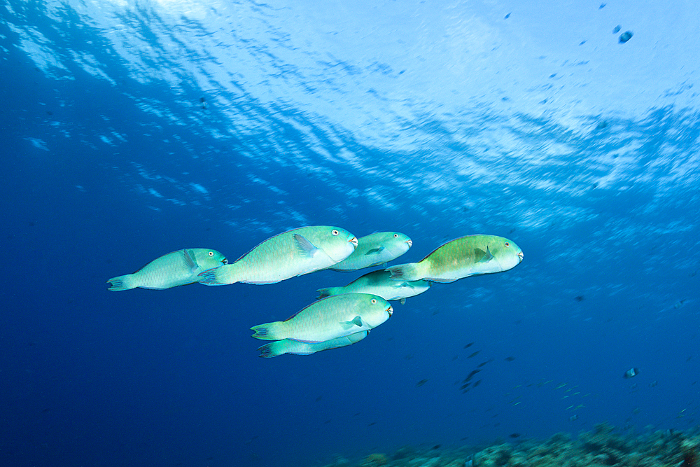 Bluebarred Parrotfish, Scarus ghobban, South Male Atoll, Indian Ocean, Maldives