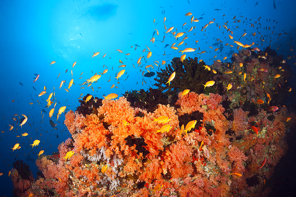 Colored Coral Reef, North Male Atoll, Indian Ocean, Maldives