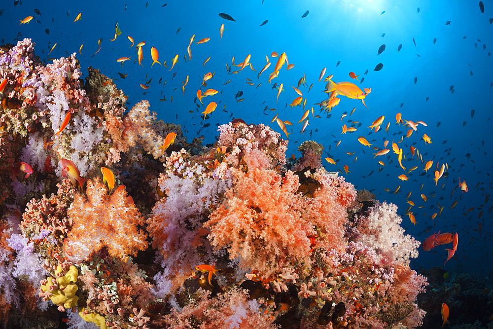 Colored Coral Reef, North Male Atoll, Indian Ocean, Maldives