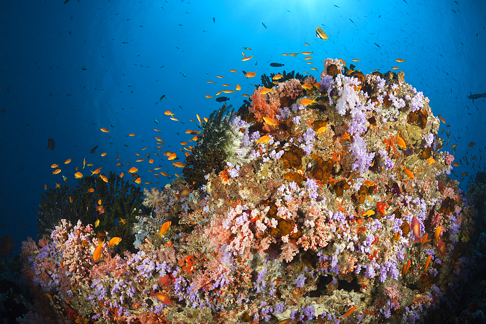 Colored Coral Reef, North Male Atoll, Indian Ocean, Maldives