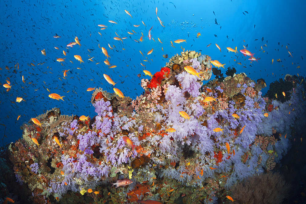 Colored Coral Reef, North Male Atoll, Indian Ocean, Maldives