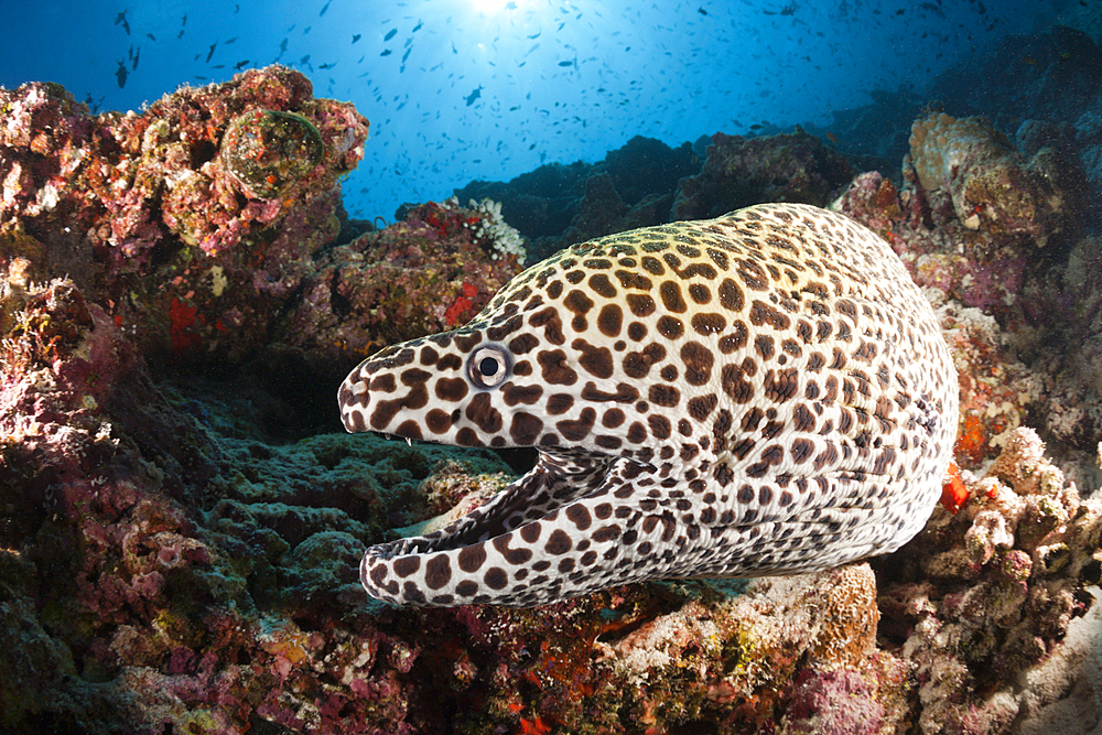 Honeycomb Moray, Gymnothorax favagineus, North Male Atoll, Indian Ocean, Maldives