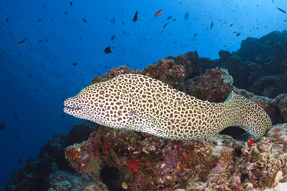 Honeycomb Moray, Gymnothorax favagineus, North Male Atoll, Indian Ocean, Maldives