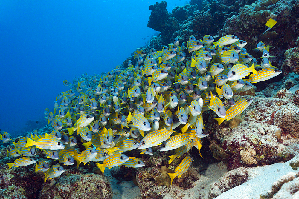 Shoal of Bluestripe Snapper, Lutjanus kasmira, Felidhu Atoll, Indian Ocean, Maldives