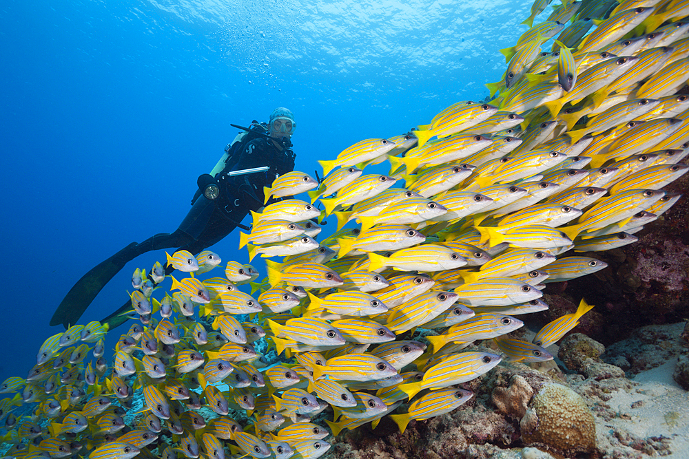 Shoal of Bluestripe Snapper, Lutjanus kasmira, Felidhu Atoll, Indian Ocean, Maldives