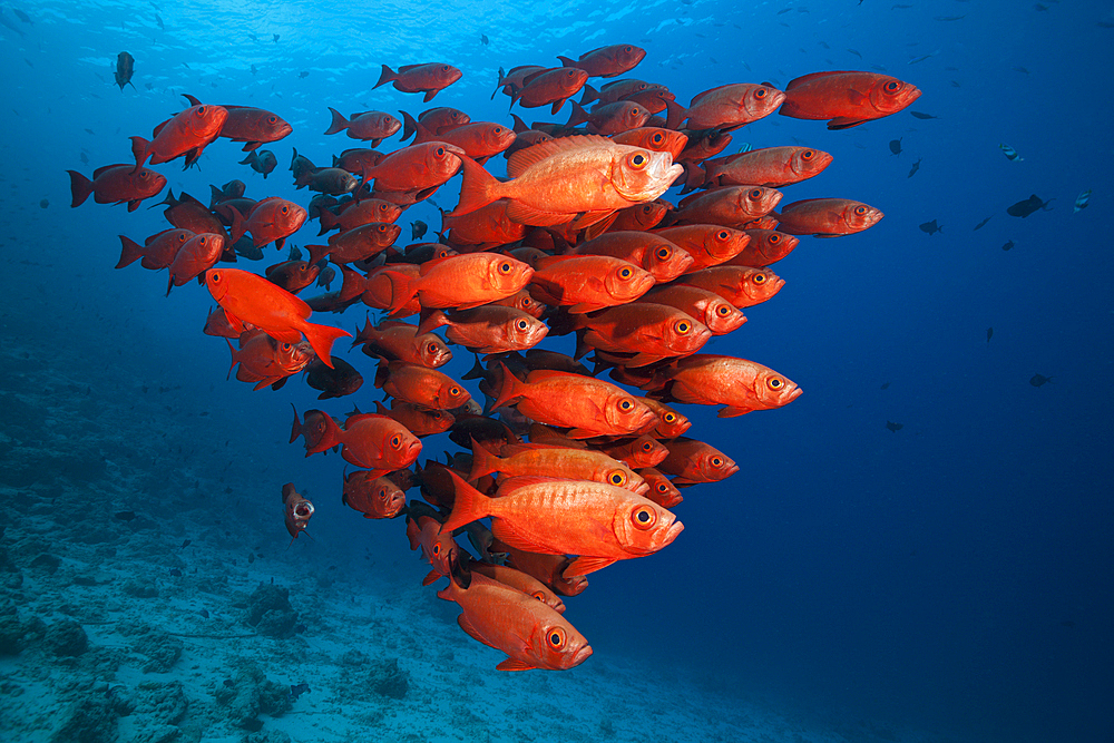 Shoal of Crescent-tail Bigeye, Priacanthus hamrur, North Male Atoll, Indian Ocean, Maldives