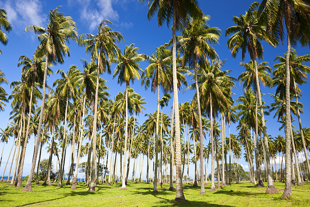 Palm Trees at the South Coast of Tahiti, Tahiti, French Polynesia