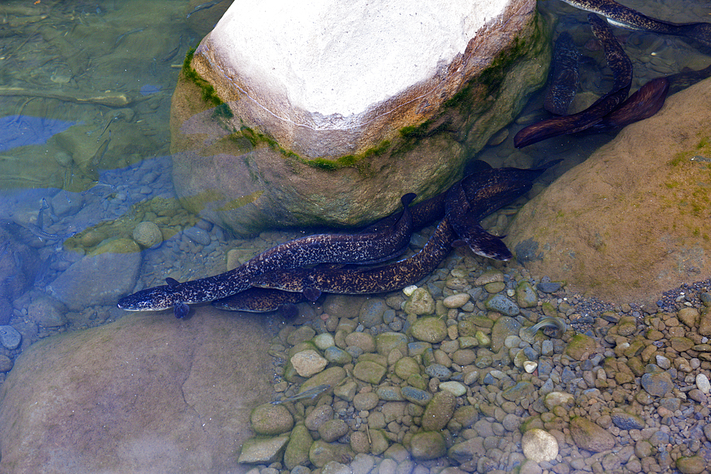 Freshwater Eels in Papenoo River, Tahiti, French Polynesia