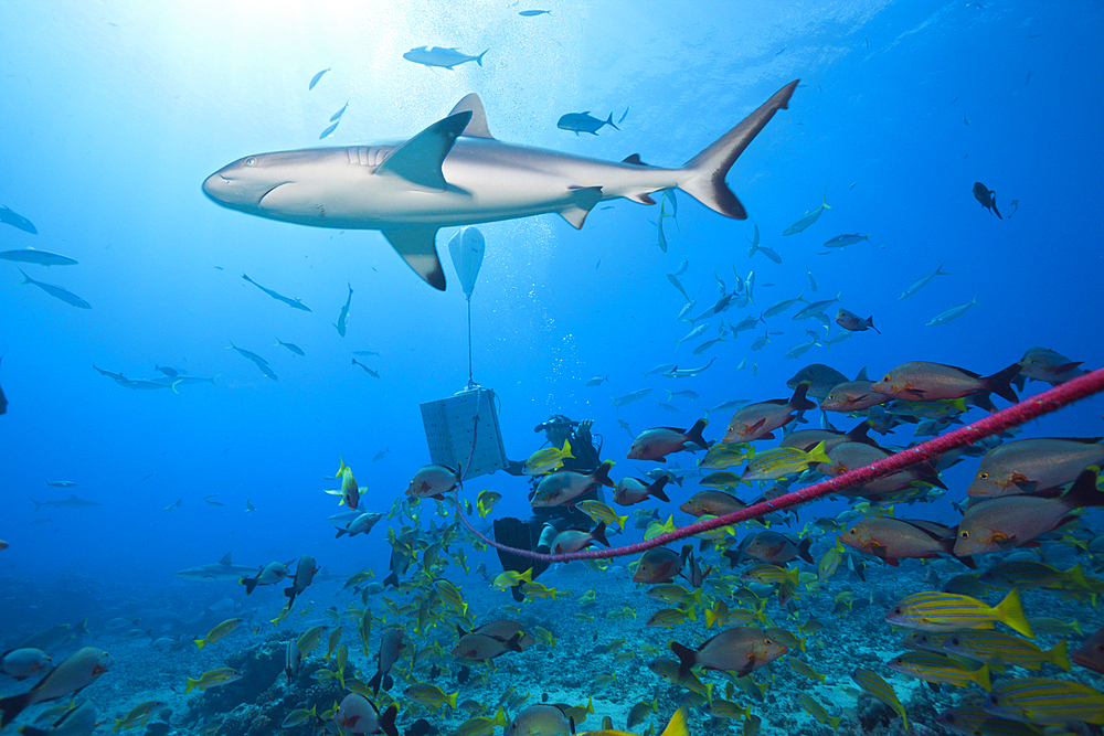 Grey Reef Shark at shark feeding, Carcharhinus amblyrhynchos, Tahiti, French Polynesia