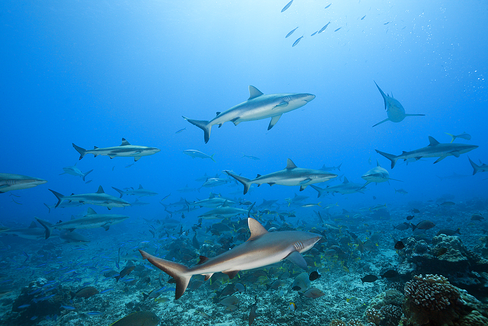 Pack of Grey Reef Shark, Carcharhinus amblyrhynchos, Tahiti, French Polynesia