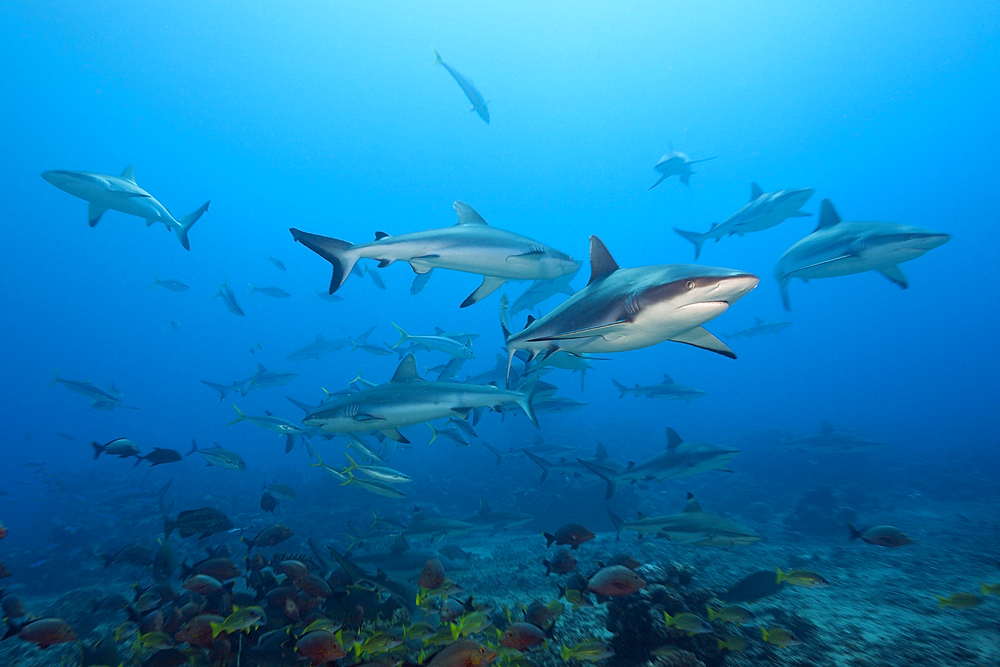 Pack of Grey Reef Shark, Carcharhinus amblyrhynchos, Tahiti, French Polynesia