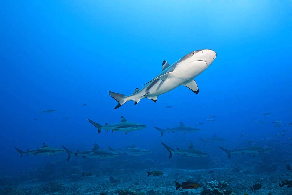 Pack of Grey Reef Shark, Carcharhinus amblyrhynchos, Tahiti, French Polynesia