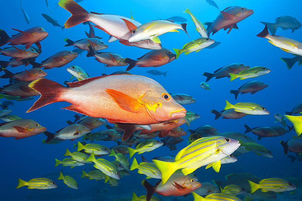 Humpback Snapper and Bluestripe Snapper, Lutjanus gibbus, Lutjanus kasmira, Tahiti, French Polynesia