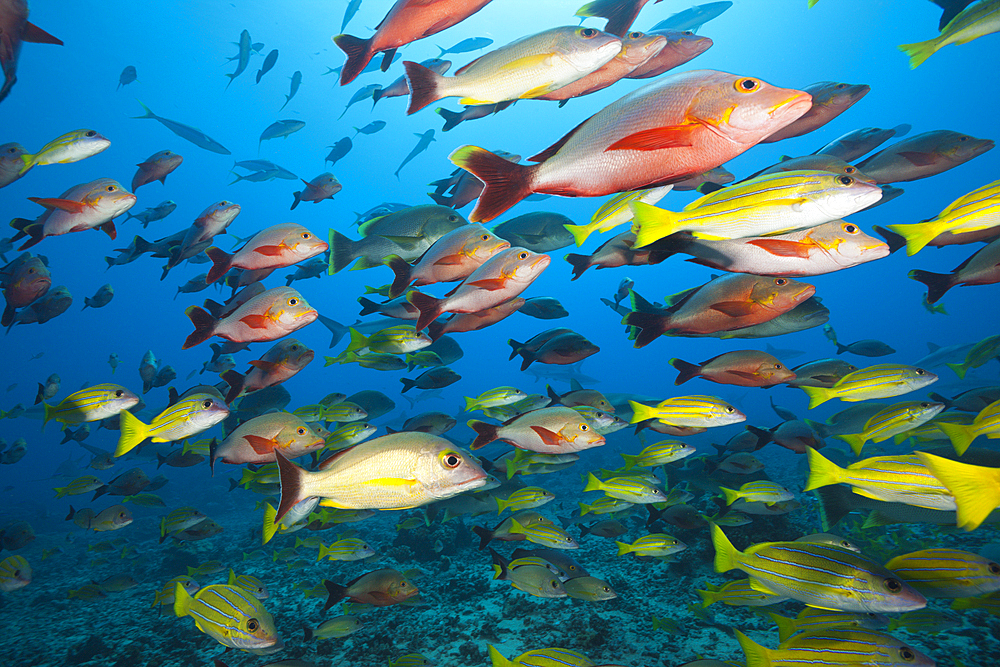 Humpback Snapper and Bluestripe Snapper, Lutjanus gibbus, Lutjanus kasmira, Tahiti, French Polynesia