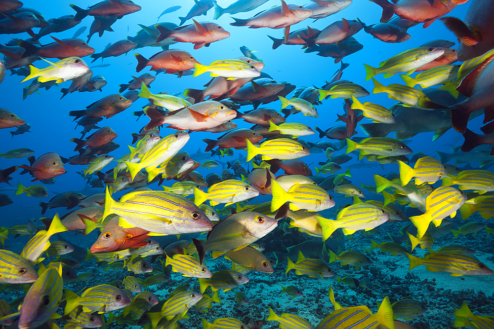 Humpback Snapper and Bluestripe Snapper, Lutjanus gibbus, Lutjanus kasmira, Tahiti, French Polynesia