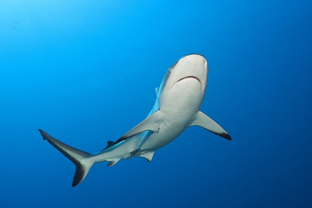 Grey Reef Shark, Carcharhinus amblyrhynchos, Tahiti, French Polynesia