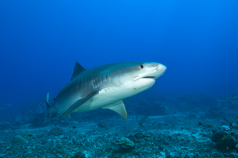 Tiger Shark, Galeocerdo cuvier, Tahiti, French Polynesia