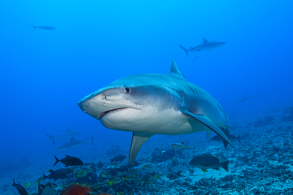 Tiger Shark, Galeocerdo cuvier, Tahiti, French Polynesia