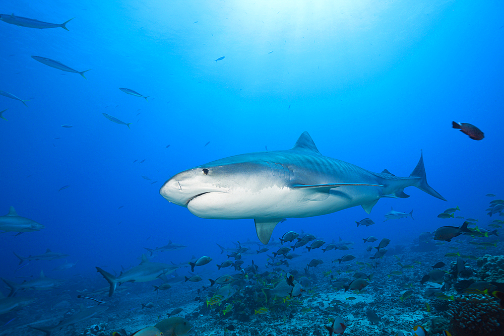 Tiger Shark, Galeocerdo cuvier, Tahiti, French Polynesia