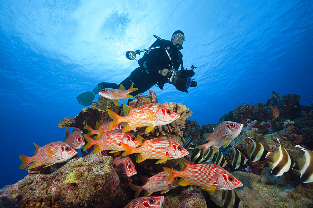 Shoal of Longjawed Squirrelfish, Ahe Atoll, Tuamotu Archipel, French Polynesia