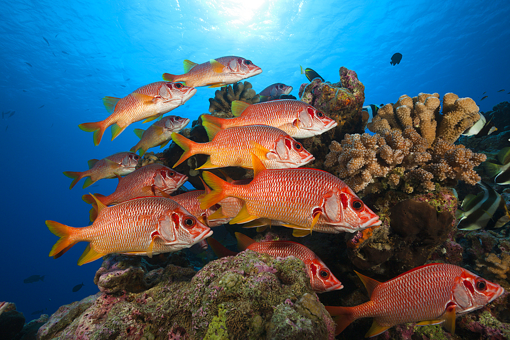 Shoal of Longjawed Squirrelfish, Ahe Atoll, Tuamotu Archipel, French Polynesia