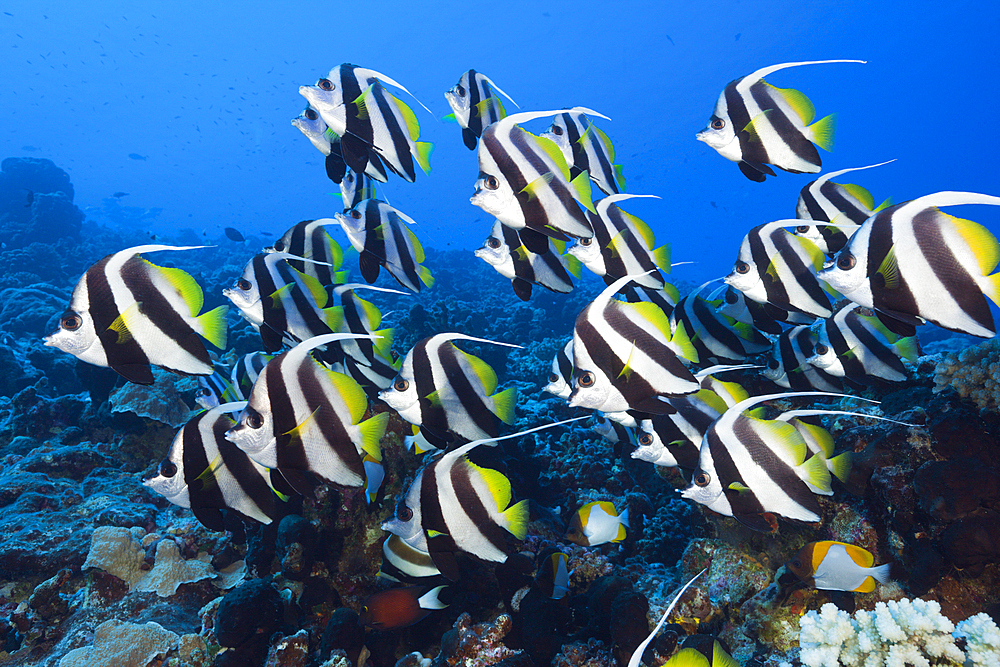 Shoal of Longfin Bannerfish, Heniochus acuminatus, Ahe Atoll, Tuamotu Archipel, French Polynesia