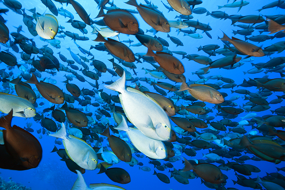 Shoal of Elongate Surgeonfish, Acanthurus mata, Ahe Atoll, Tuamotu Archipel, French Polynesia