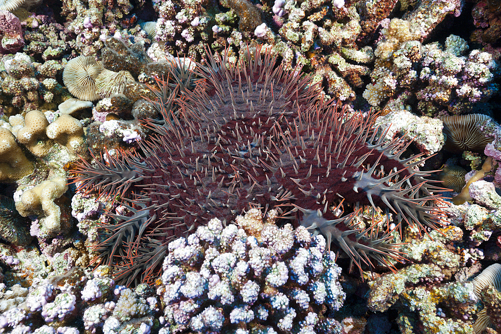 Crown-of-Thorn Starfish, Acanthaster placi, Ahe Atoll, Tuamotu Archipel, French Polynesia