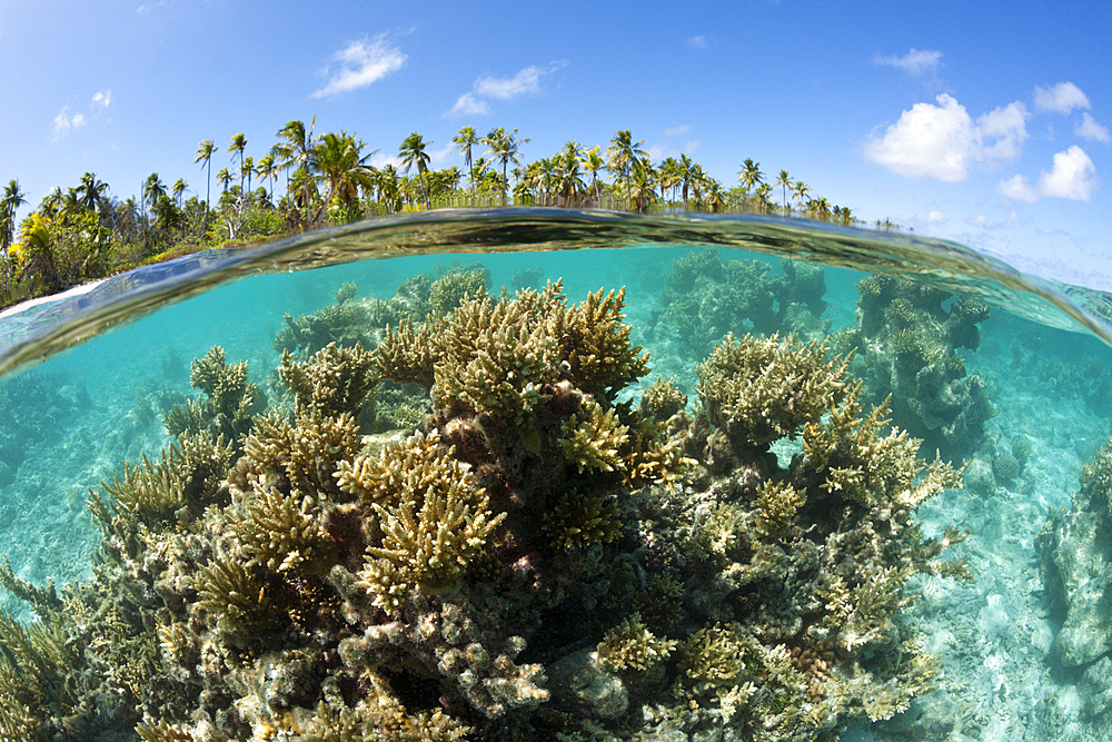 Coral Block in Lagoon, Apataki Atoll, Tuamotu Archipel, French Polynesia