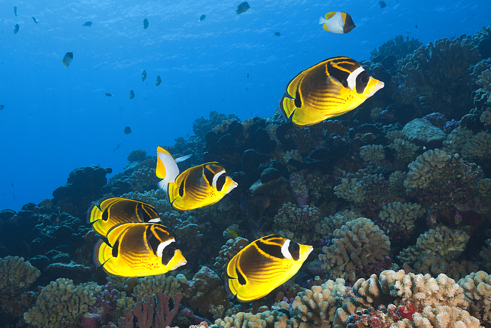 Shoal of Racoon Butterflyfish, Chaetodon lunula, Fakarava, Tuamotu Archipel, French Polynesia