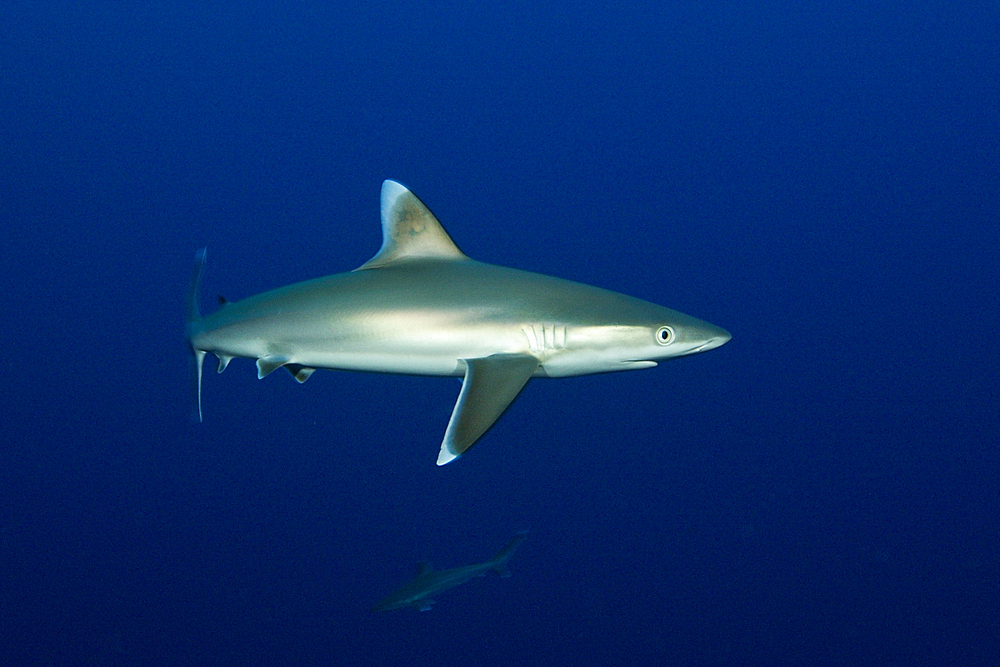 Silvertip Shark, Carcharhinus albimarginatus, Fakarava, Tuamotu Archipel, French Polynesia