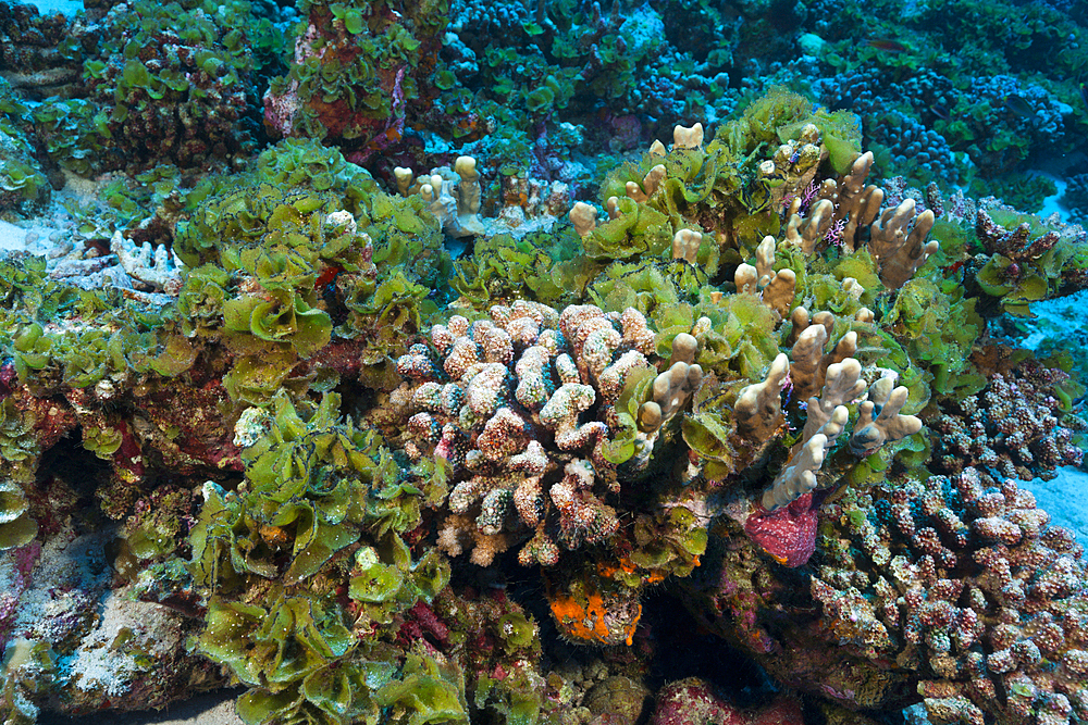 Coral Bleaching, Fakarava, Tuamotu Archipel, French Polynesia