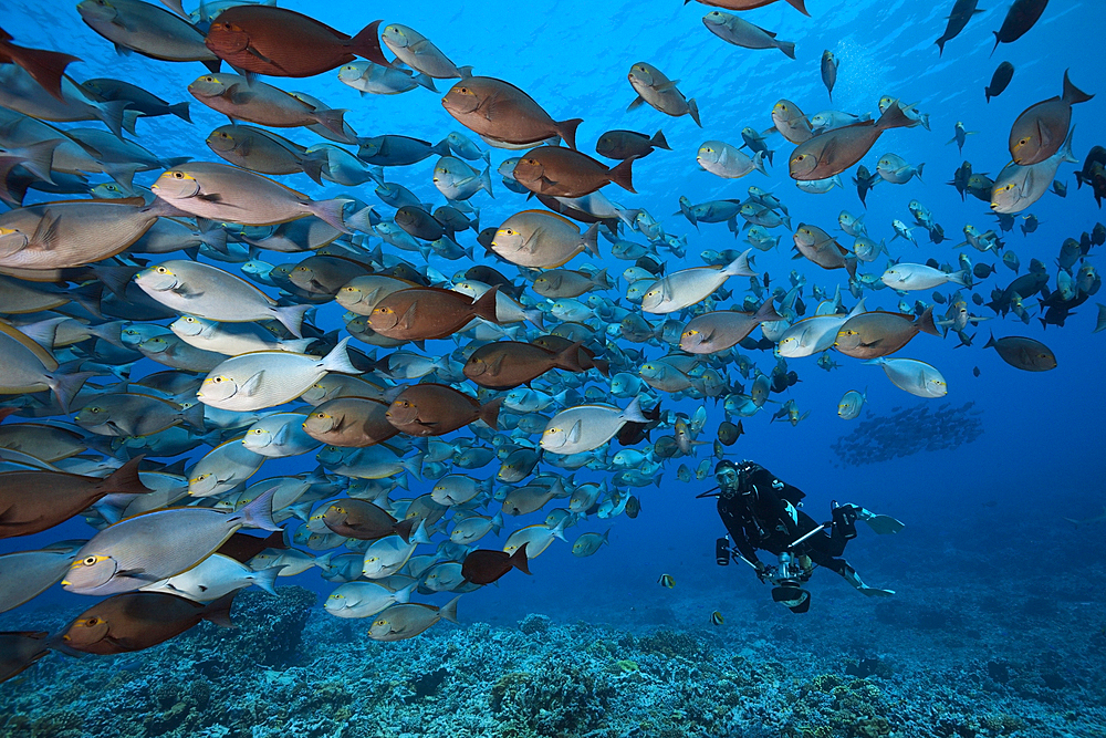 Shoal of Elongate Surgeonfish, Acanthurus mata, Fakarava, Tuamotu Archipel, French Polynesia