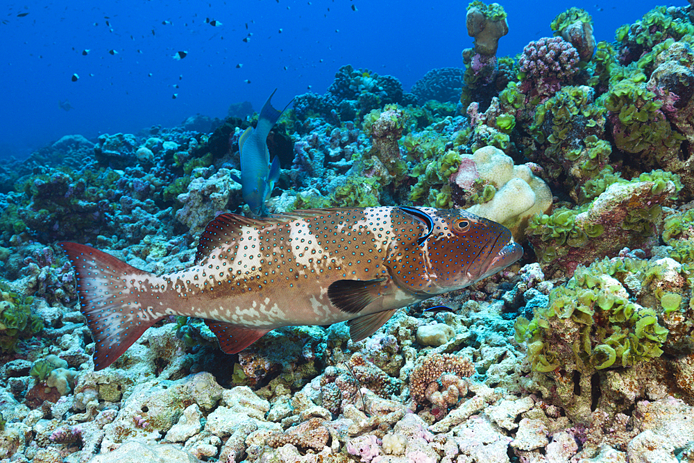 Saddleback Coral Trout at Cleaning Station, Plectropomus laevis, Fakarava, Tuamotu Archipel, French Polynesia