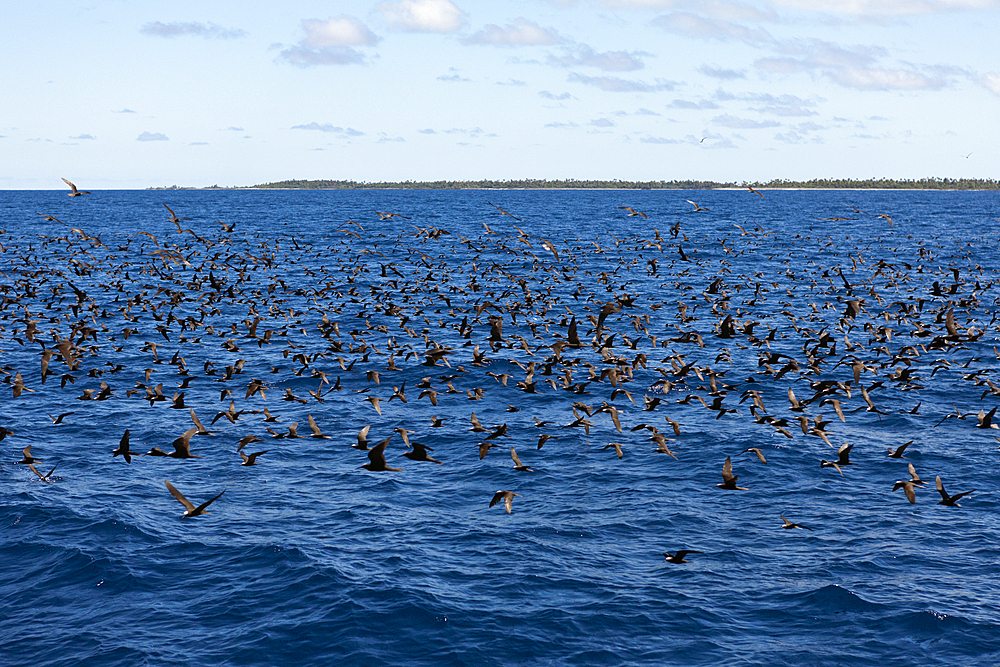 Flock of Black Noddies, Anous minutus, Fakarava, Tuamotu Archipel, French Polynesia