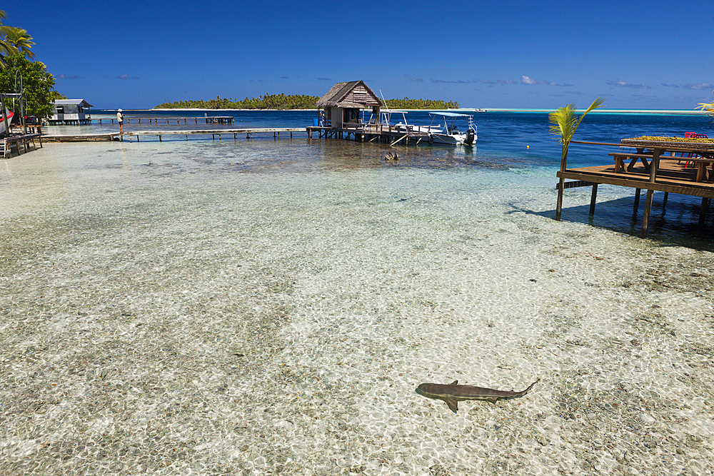 Reef Shark in Lagoon of Tetamanu Village, Fakarava, Tuamotu Archipel, French Polynesia