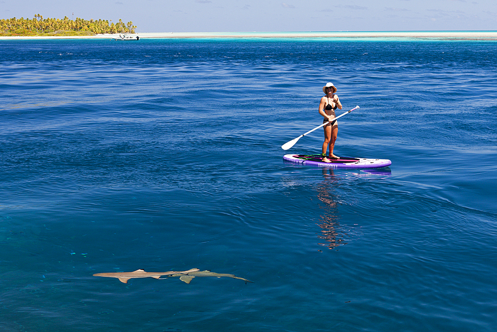 Reef Shark in Lagoon of Tetamanu Village, Fakarava, Tuamotu Archipel, French Polynesia