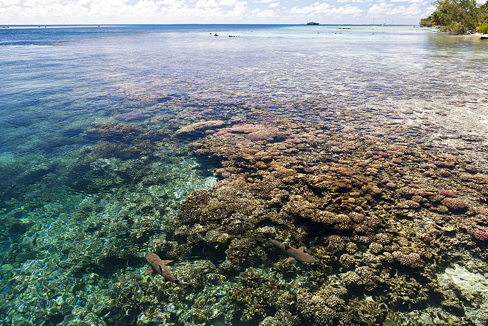 Reef Shark in Lagoon of Tetamanu Village, Fakarava, Tuamotu Archipel, French Polynesia